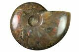 Flashy Red Iridescent Ammonite #155249-1